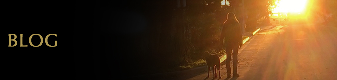 Blog. Banner photo shows rear view of Laura Meddens and her guid dog Nugget as silhouettes walking toward a colorful sunset on a tree-lined street.