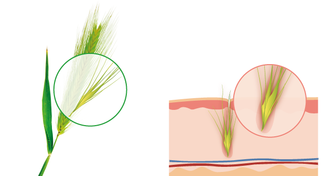 Illustrated close-up of a grass awn and second illustration of a grass awn embedded in skin.