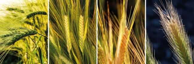 Photos of grass awns, sharp barbed seeds that resemble the top of wheat stalks.